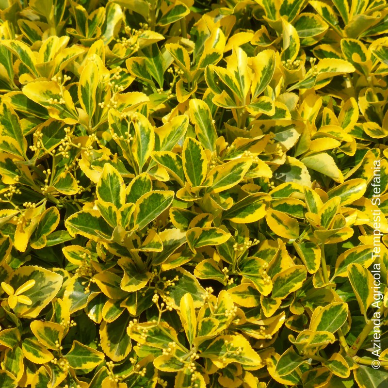 Euonymus Variegato