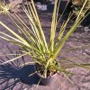 Cordyline australis Pink Champagne