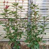 Photinia Red Robin