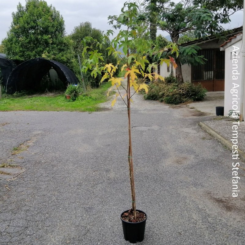 Albero di Liquidambar