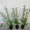 Ligustrum Japonicum