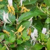 Lonicera