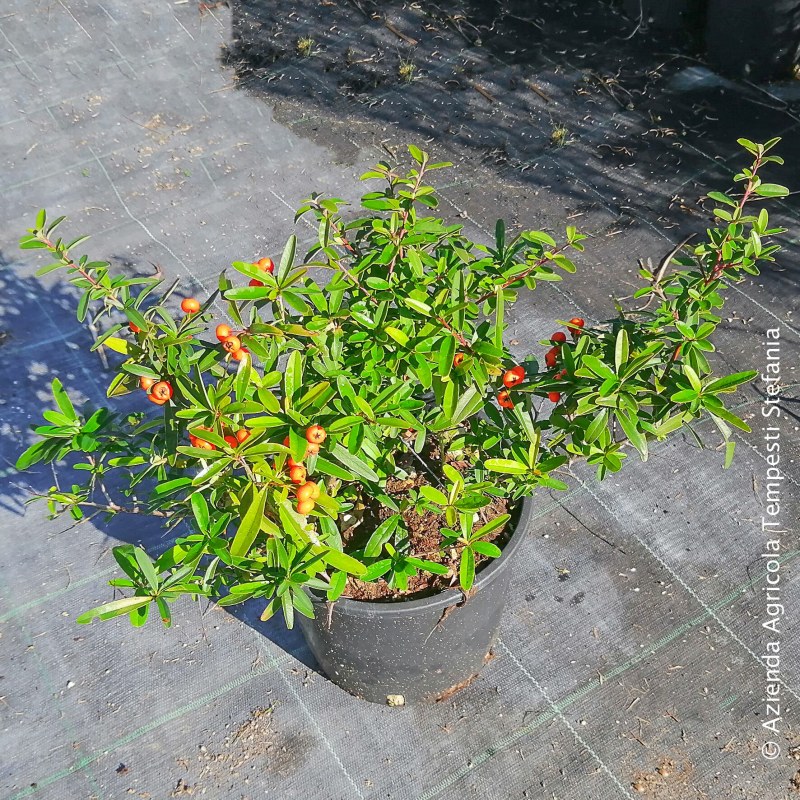 Pyracantha Navaho