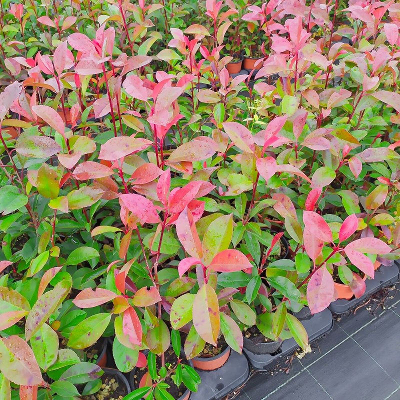 Photinia Red Robin