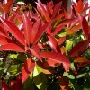 Photinia Red Robin