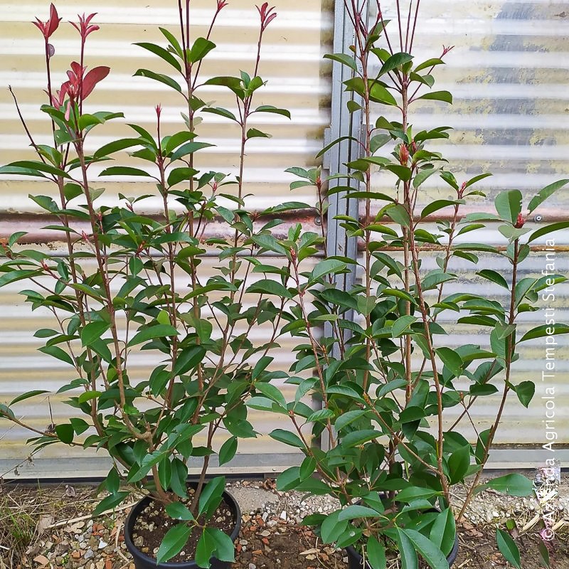 Photinia Red Robin